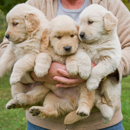 Puppy dogs