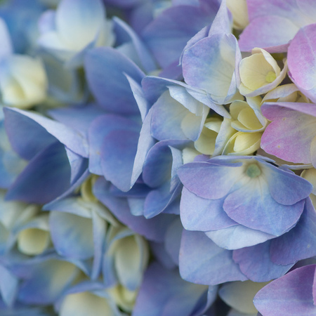 Hydrangeas flowers