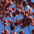 Seasonal wedding flowers: Spring