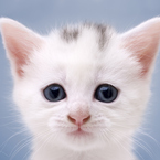 Cute kitten