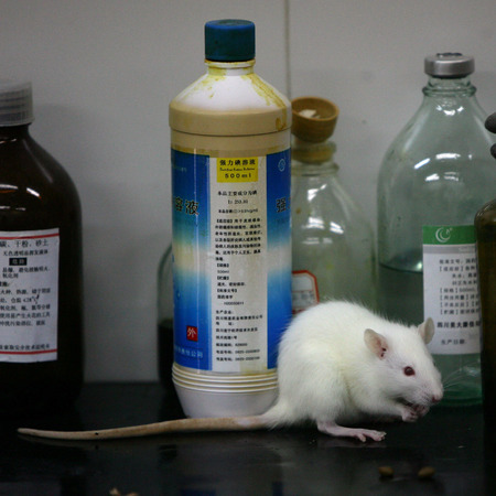 Rats And Mice In A Medical School Laboratory