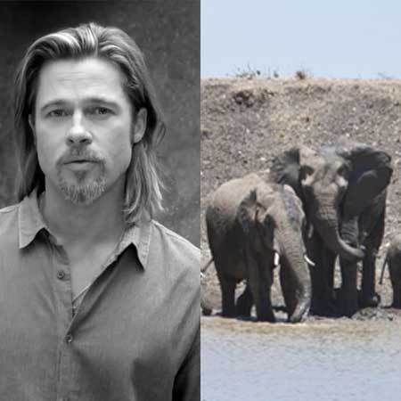 Brad Pitt angelina jolie elephants at wedding