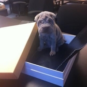 victoria beckham new puppy barnaby