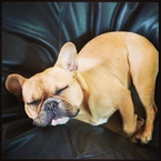 Gok Wan shows off his cute dog, Dolly