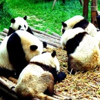 Panda Bears China travel story adventure holiday 