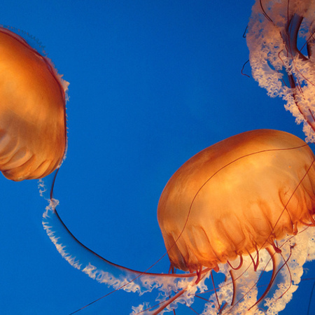 Jellyfish