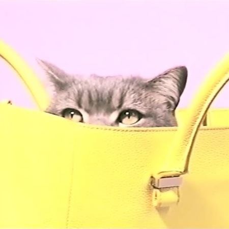 victoria backham liberty bag - cute cat in a handbag - handbag.com