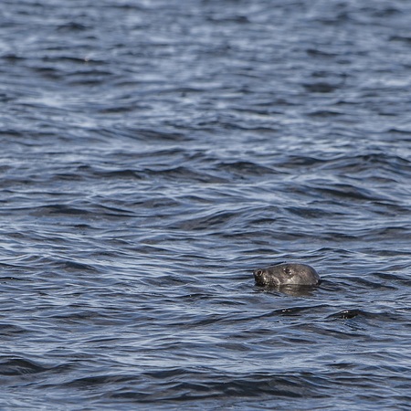 seals at malusi island - Estonia review - travel bag - handbag.com