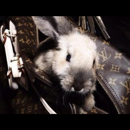 Pictures of cute animals in handbags
